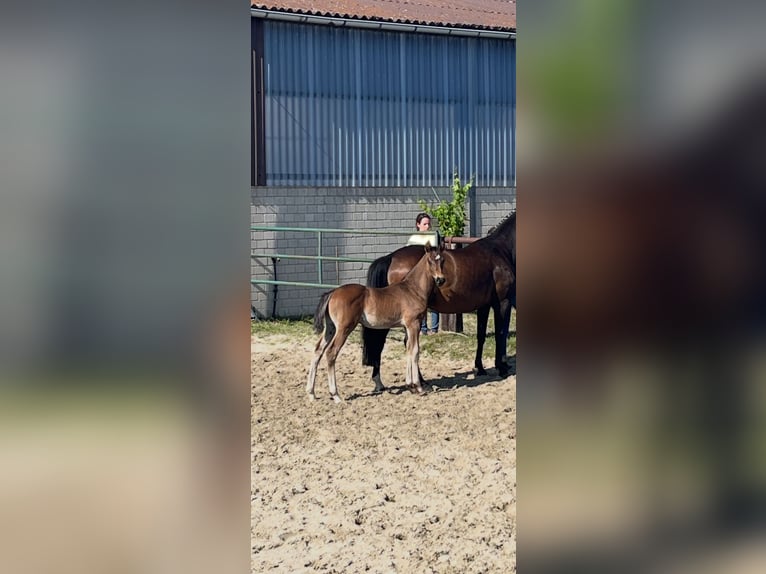 Hannoveraan Hengst  168 cm Donkerbruin in Wolfsburg
