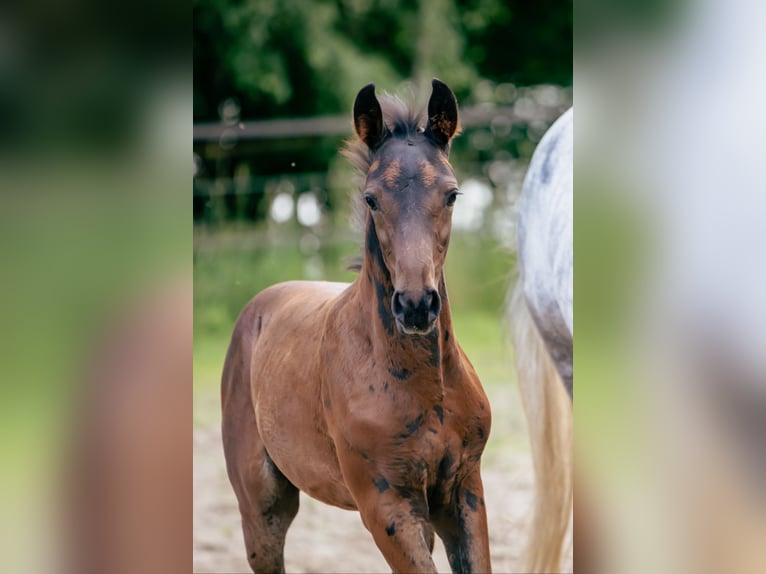 Hannoveraan Hengst Veulen (04/2025) 168 cm Donkerbruin in Bad Bentheim