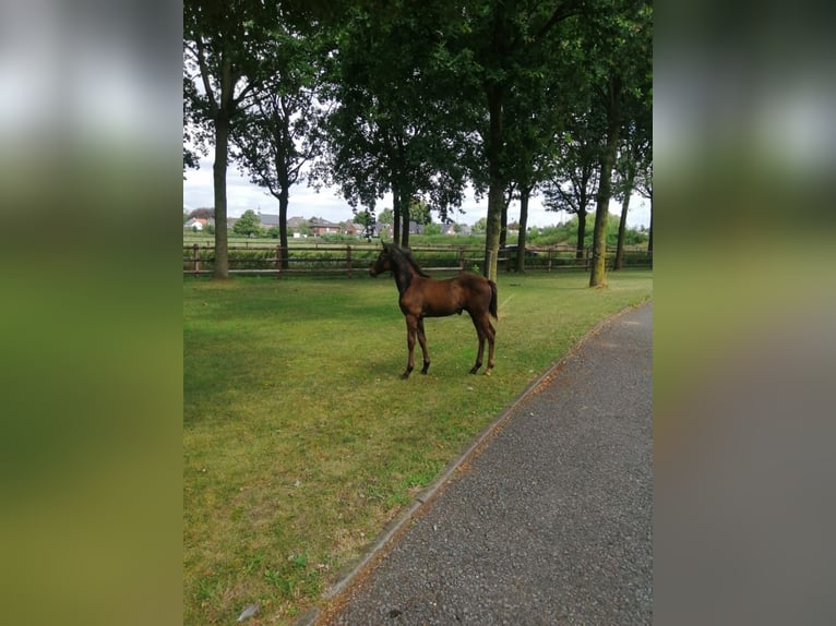 Hannoveraan Hengst veulen (07/2024) 168 cm Donkere-vos in Moers