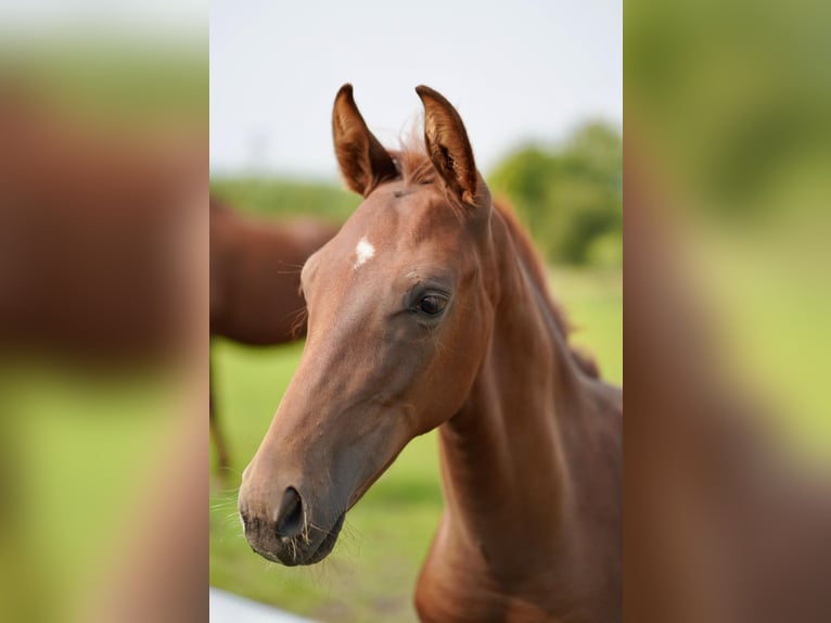 Hannoveraan Hengst veulen (04/2024) 168 cm Donkere-vos in Husum