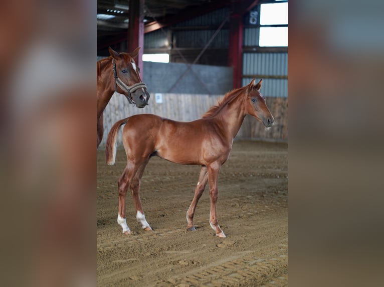 Hannoveraan Hengst veulen (04/2024) 168 cm Donkere-vos in Husum