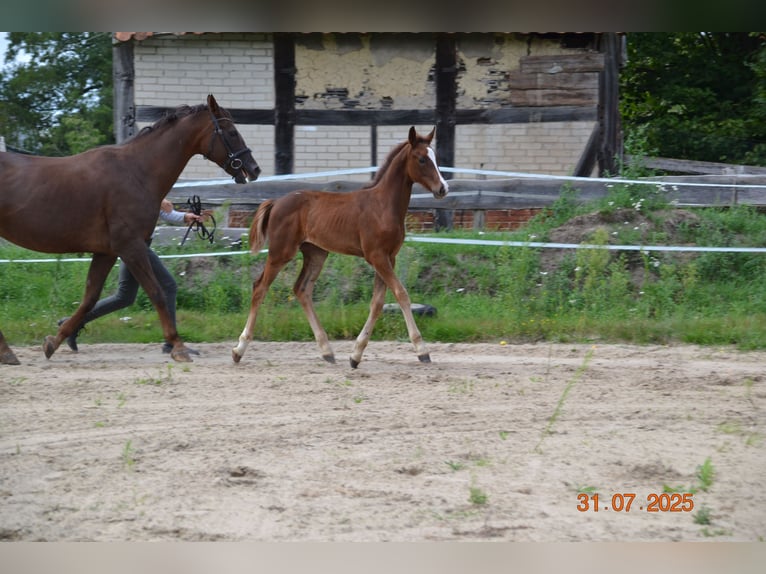 Hannoveraan Hengst Veulen (04/2025) 168 cm Donkere-vos in Neustadt