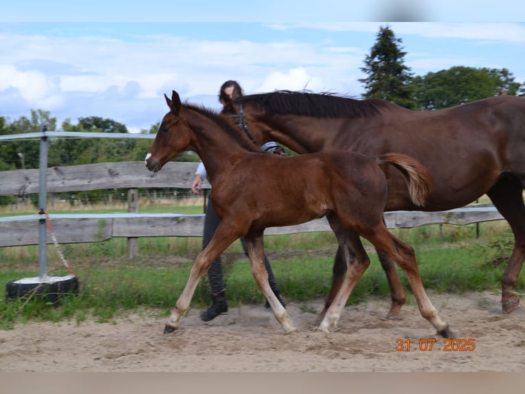 Hannoveraan Hengst Veulen (04/2025) 168 cm Donkere-vos in Neustadt