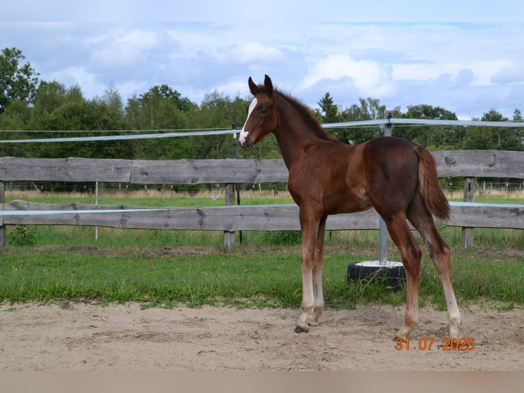Hannoveraan Hengst Veulen (04/2025) 168 cm Donkere-vos in Neustadt