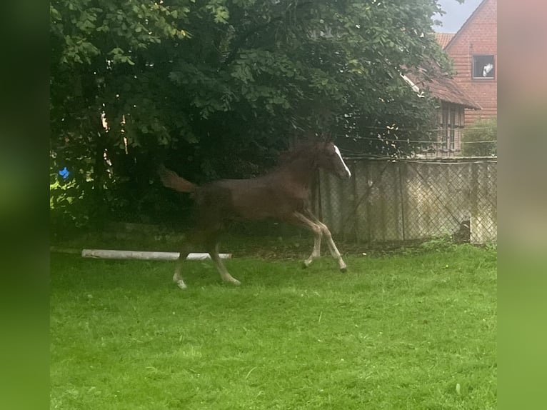 Hannoveraan Hengst Veulen (04/2025) 168 cm Donkere-vos in Neustadt