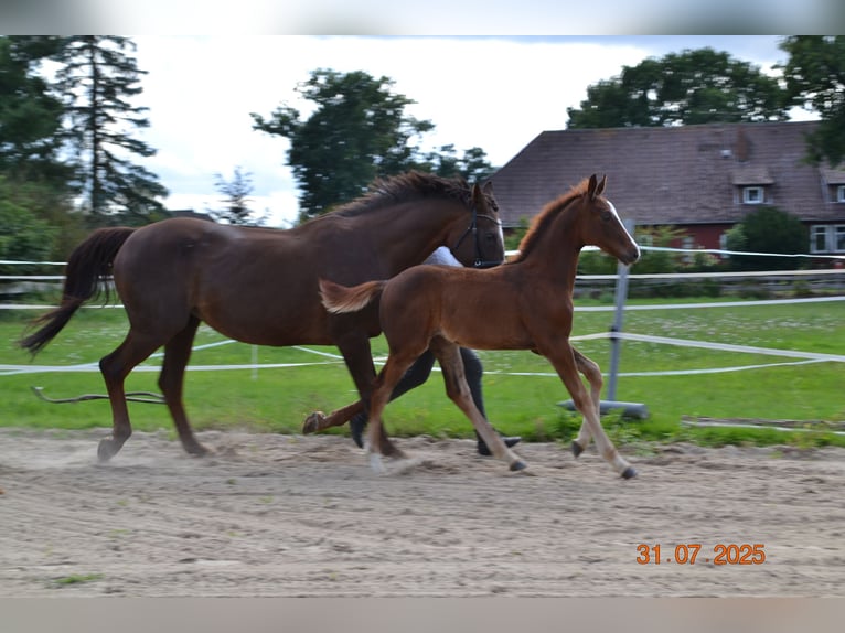 Hannoveraan Hengst Veulen (04/2025) 168 cm Donkere-vos in Neustadt