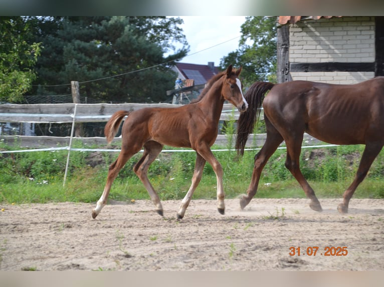 Hannoveraan Hengst Veulen (04/2025) 168 cm Donkere-vos in Neustadt