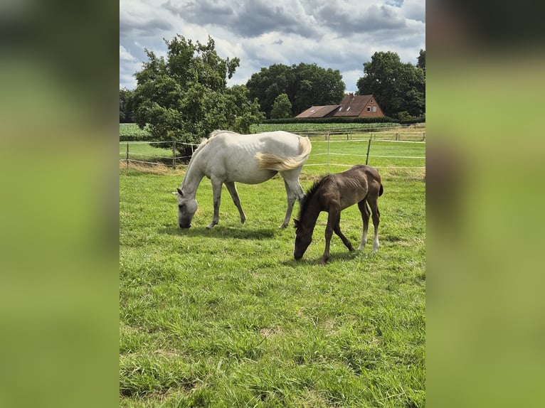 Hannoveraan Hengst  168 cm Schimmel in Bücken