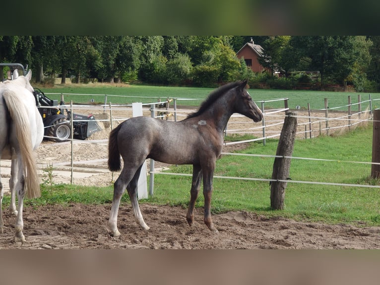 Hannoveraan Hengst  168 cm Schimmel in Bücken