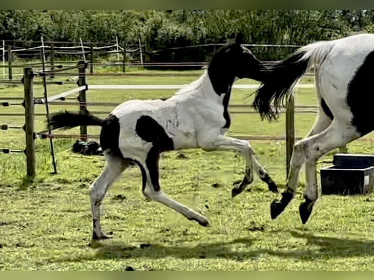 Hannoveraan Hengst veulen (03/2024) 168 cm Tobiano-alle-kleuren in Hesketh Bank