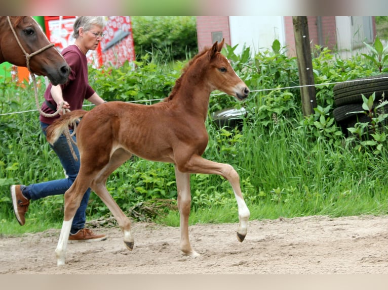 Hannoveraan Hengst veulen (05/2024) 168 cm Vos in Kutenholz