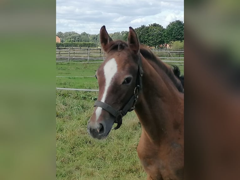 Hannoveraan Hengst veulen (06/2024) 168 cm Vos in Kempen