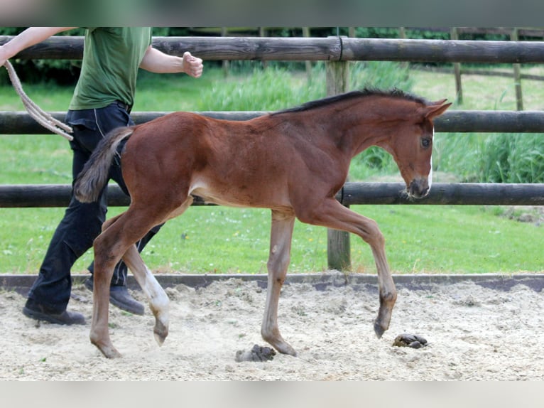 Hannoveraan Hengst veulen (04/2024) 169 cm Bruin in Kutenholz