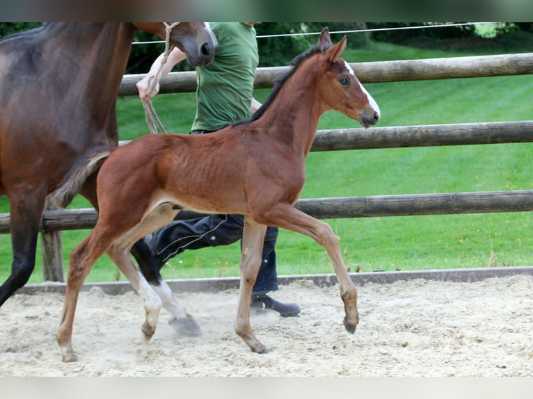 Hannoveraan Hengst veulen (04/2024) 169 cm Bruin in Kutenholz