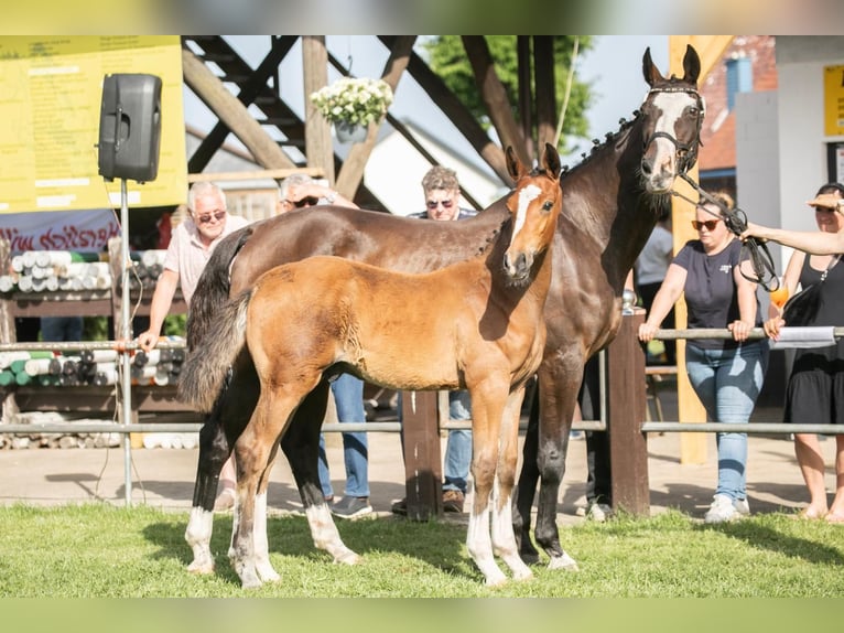 Hannoveraan Hengst Veulen (02/2026) 169 cm Bruin in Wagenfeld