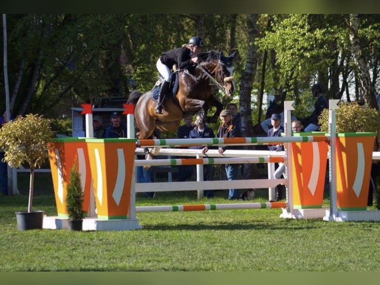 Hannoveraan Hengst Veulen (02/2026) 169 cm Bruin in Wagenfeld