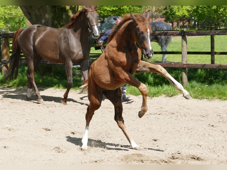 Hannoveraan Hengst veulen (02/2024) 169 cm Donkere-vos in MolbergenErmke