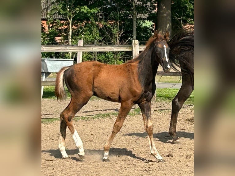 Hannoveraan Hengst veulen (02/2024) 169 cm Donkere-vos in MolbergenErmke