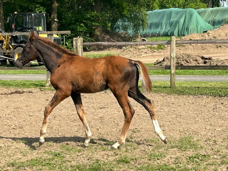 Hannoveraan Hengst veulen (02/2024) 169 cm Donkere-vos in MolbergenErmke