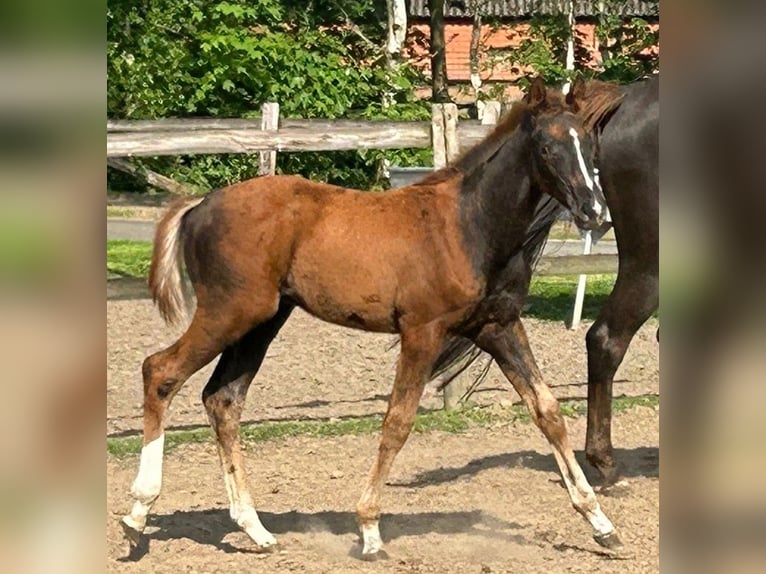 Hannoveraan Hengst veulen (02/2024) 169 cm Donkere-vos in MolbergenErmke