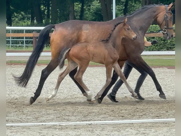 Hannoveraan Hengst Veulen (05/2026) 170 cm Bruin in Bröckel