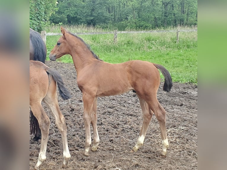 Hannoveraan Hengst veulen (04/2024) 170 cm Bruin in Salzhausen