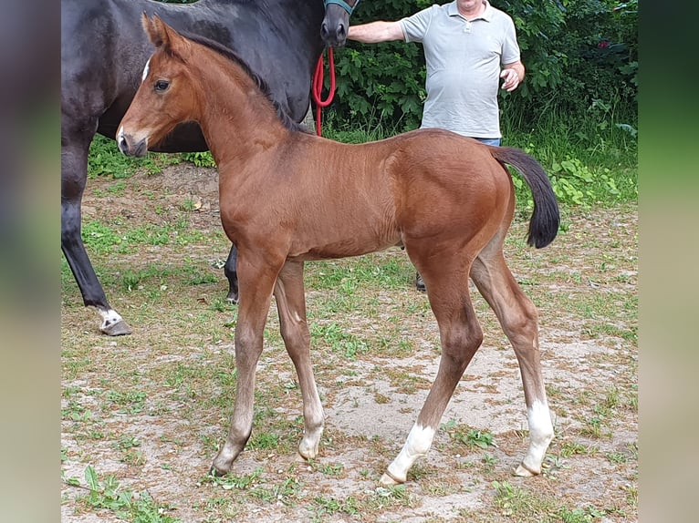 Hannoveraan Hengst veulen (04/2024) 170 cm Bruin in Salzhausen