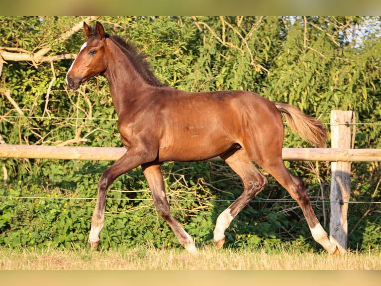 Hannoveraan Hengst veulen (04/2024) 170 cm Bruin in Rickling