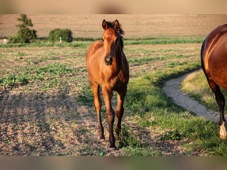 Hannoveraan Hengst veulen (03/2024) 170 cm Bruin in Neu-Eichenberg