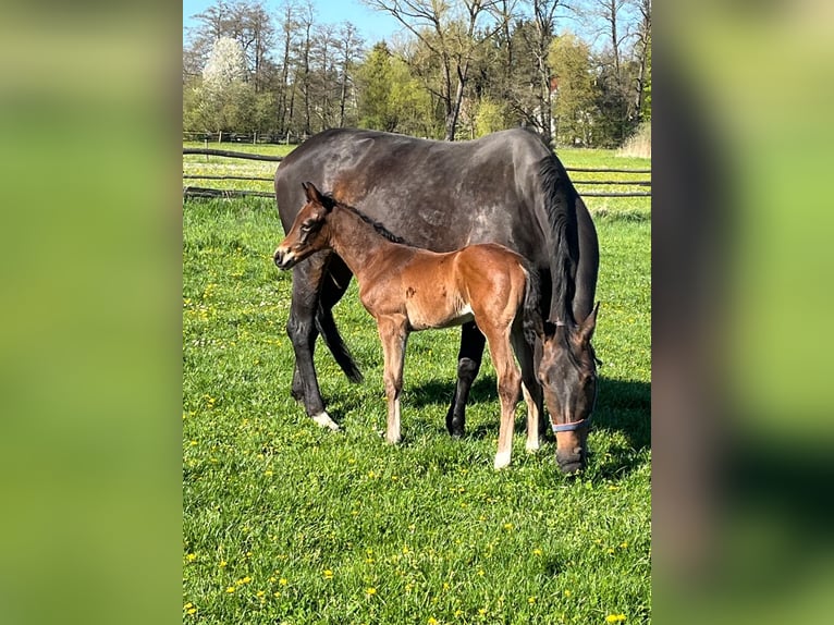 Hannoveraan Hengst Veulen (04/2026) 170 cm Bruin in Pfaffenhofen an der Ilm