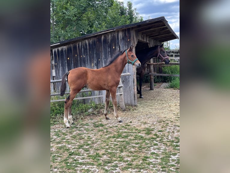 Hannoveraan Hengst Veulen (04/2026) 170 cm Bruin in Pfaffenhofen an der Ilm
