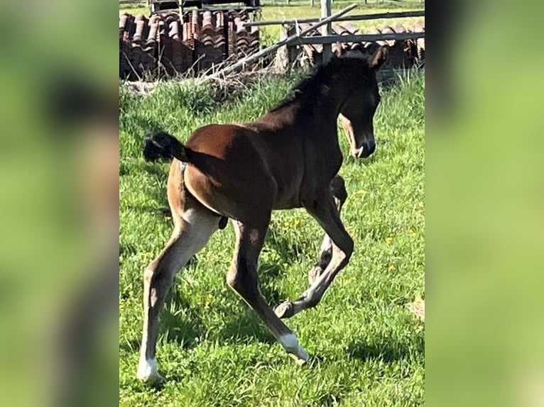 Hannoveraan Hengst Veulen (04/2026) 170 cm Bruin in Pfaffenhofen an der Ilm