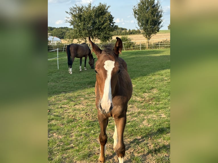 Hannoveraan Hengst Veulen (04/2025) 170 cm Bruin in Moringen