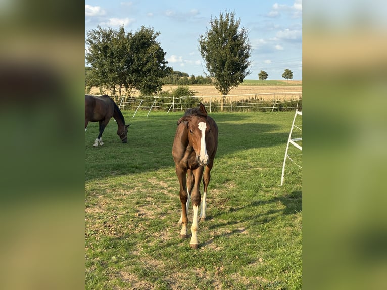 Hannoveraan Hengst Veulen (04/2025) 170 cm Bruin in Moringen