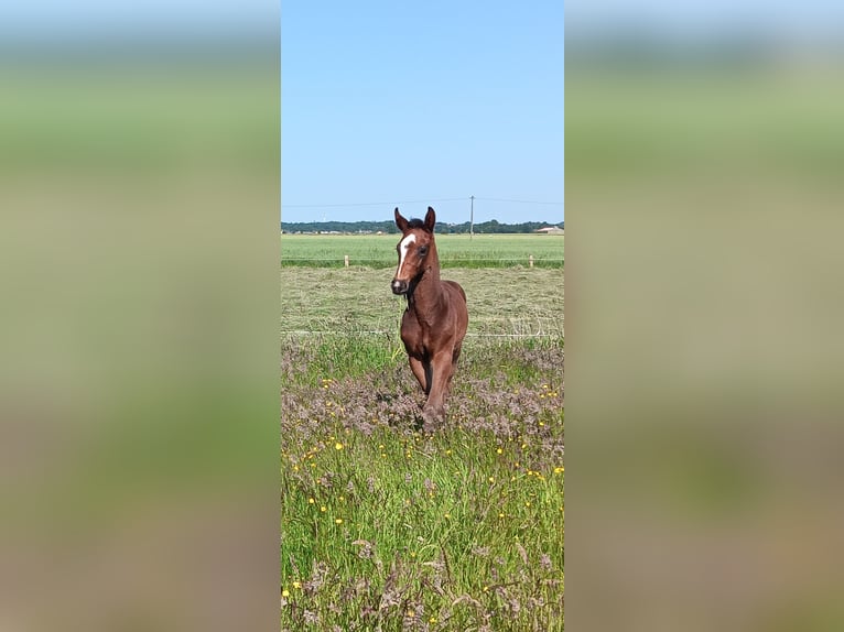 Hannoveraan Hengst  170 cm Bruin in Cadenberge