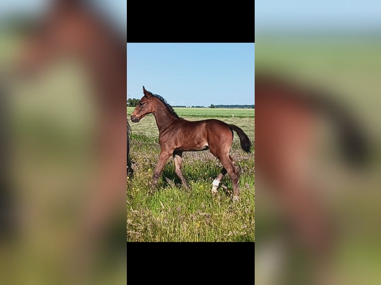 Hannoveraan Hengst  170 cm Bruin in Cadenberge