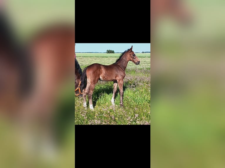 Hannoveraan Hengst  170 cm Bruin in Cadenberge