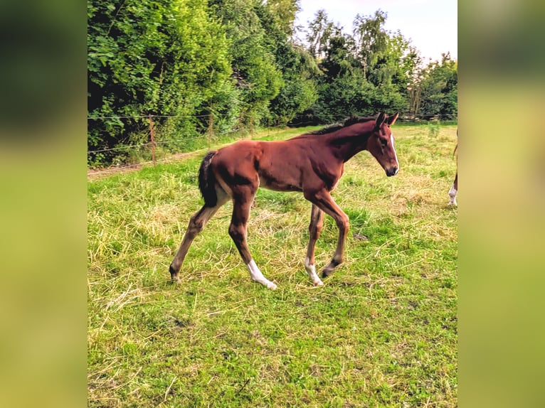 Hannoveraan Hengst Veulen (05/2026) 170 cm Bruin in Burow