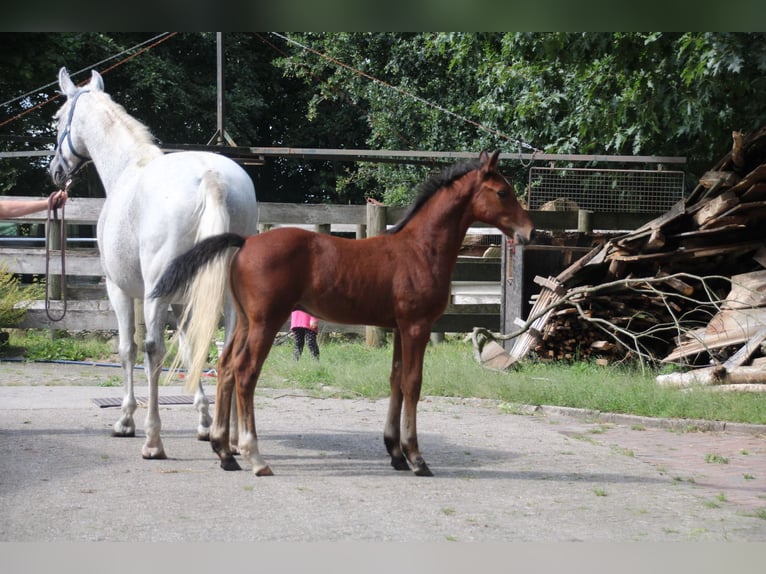 Hannoveraan Hengst veulen (06/2024) 170 cm Bruin in Osterwald