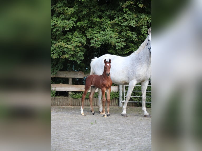 Hannoveraan Hengst veulen (06/2024) 170 cm Bruin in Osterwald