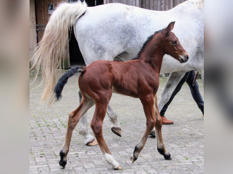 Hannoveraan Hengst veulen (06/2024) 170 cm Bruin in Osterwald