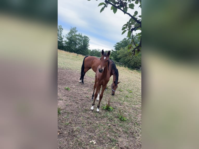 Hannoveraan Hengst Veulen (03/2025) 170 cm Bruin in Babenhausen-Hergershausen