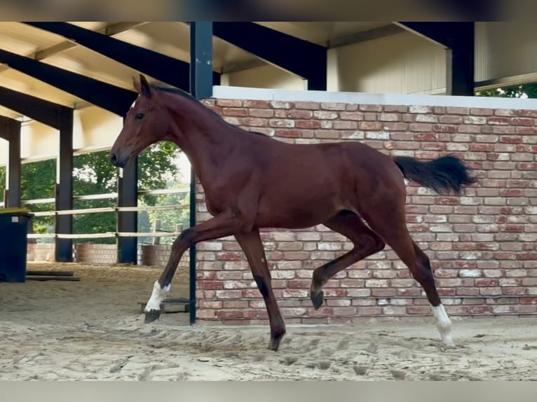 Hannoveraan Hengst  170 cm Bruin in Handrup
