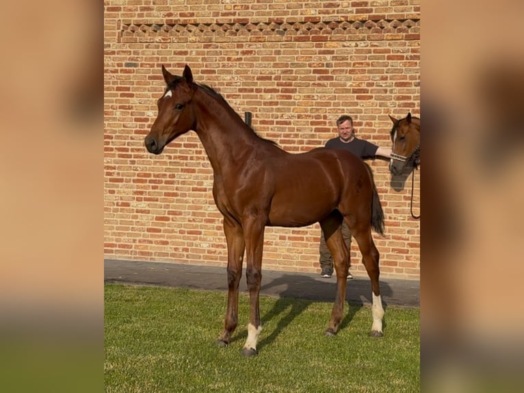 Hannoveraan Hengst  170 cm Bruin in Handrup