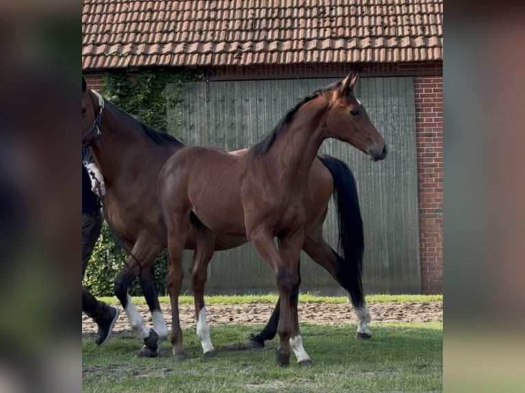 Hannoveraan Hengst  170 cm Bruin in Handrup