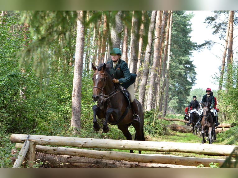 Hannoveraan Hengst Veulen (05/2026) 170 cm Bruin in Wietzendorf