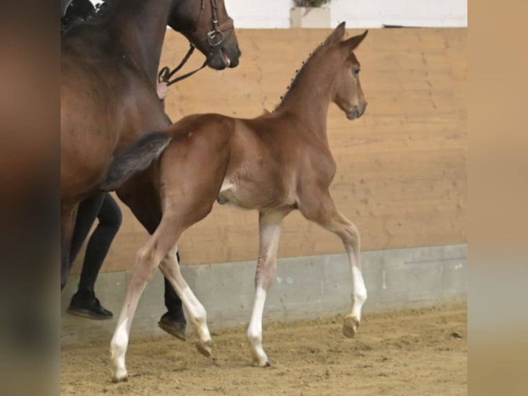 Hannoveraan Hengst Veulen (03/2026) 170 cm Bruin in Fritzlar