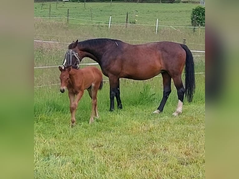 Hannoveraan Hengst veulen (04/2024) 170 cm Bruin in Losheim am See