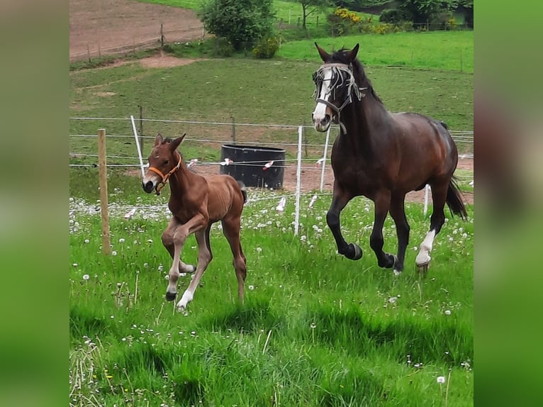 Hannoveraan Hengst veulen (04/2024) 170 cm Bruin in Losheim am See