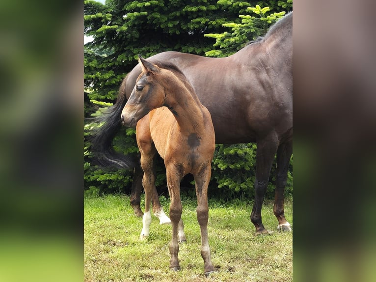 Hannoveraan Hengst veulen (04/2024) 170 cm Donkerbruin in Heede